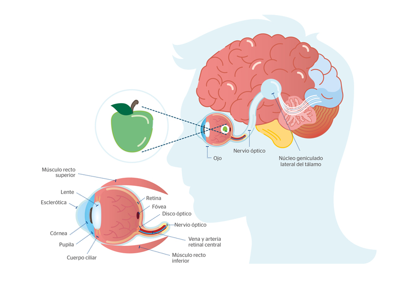 Neuroftalmologa: el proceso de la visin